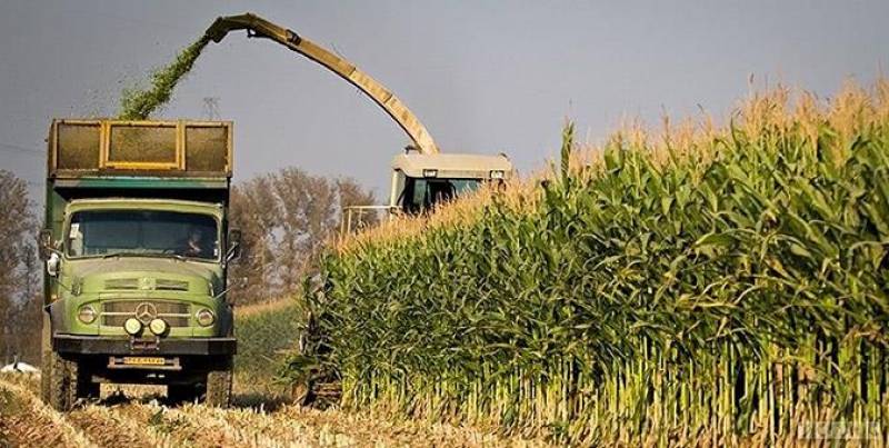 جولان آفت ذرت در جنوب کرمان؛ راهکار مبارزه به کشاورزان معرفی شده است